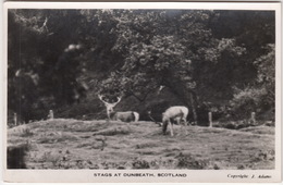 Stags At Dunbeath - Scotland - Caithness