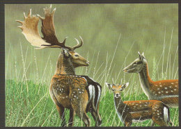 Cerf Cervus Dama Tapada De Mafra Portugal Carte Postale CPM Deer Postcard - Other & Unclassified