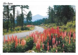 Les Lupins - Toxic Plants