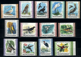 1069 MONTSERRAT: Sc.231/243, 1970 Birds, Complete Set Of 13 Values (without 243A Issued I - Montserrat