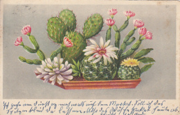 CPA CACTUSSES, ILLUSTRATION - Sukkulenten