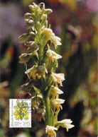 GROENLAND CARTE MAXIMUM  NUM.Yvert 245 FLORE FLEUR ORCHIDEES - Maximum Cards