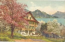 Beckenried - Frühling Am Vierwaldstättersee           Ca. 1910 - Beckenried