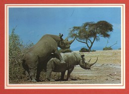 CP ANIMAUX RHINOCEROS 56 - Rhinocéros