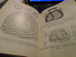 POLLEN AND SPORE MORPHOLOGY PLANT TAXONOMY Gymnospermae Pteridophyta Bryophyta An Introduction To Palynology II ERDTMAN - Sciences Biologiques