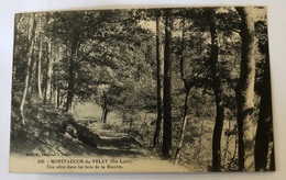 Montfaucon Du Velay. Une Allée Dans Les Bois De La Bruyère. 530. Bertheas - Montfaucon En Velay