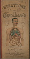 91331 OLASZ ANATÓMIA Leporellós Könyvecske (jópofa!) / ITALIAN ANATOMY Leporello Booklet - Unclassified