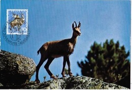 Delcampe - Schweiz Suisse 1966: Maximumkarte "Gämse Chamois Rupicapra" Zu PJ219 Mi 849 Yv 782 ⊙ BERN 1.12.66 - Wild