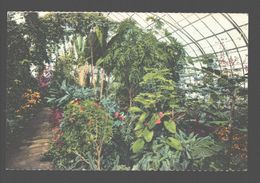 Cincinnati - Eden Park - Fern House - Irwin M. Krohn Conservatory - 1947 - Cincinnati