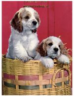(123) Australia - QLD - Moroochydore (Cute Dogs In Basket) - Gold Coast