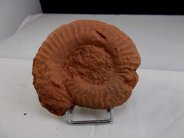AMMONITE  7,5 X  7, Cm MONTS DU LYONNAIS - Fossili