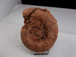 AMMONITE CLOISONS BIEN VISIBLES  8,5 X  7,5 Cm MONTS DU LYONNAIS - Fossilien