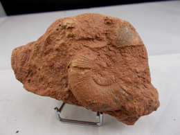 AMMONITE SUR GANGUE   10, X  5,5 Cm MONTS DU LYONNAIS - Fossielen