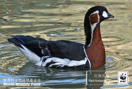 (NZ78-32 )  Goose Duck Birds  WWF Endangered Species  , Pre-stamped Card Postal Stationery-Postsache - Oies