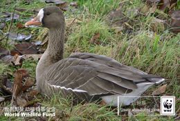 (NZ78-33 )  Goose Duck Birds  WWF Endangered Species  , Pre-stamped Card Postal Stationery-Postsache - Oies