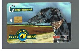 SPAGNA (SPAIN) - TELEFONICA  (CHIP) -  2000  DOGS: CALGO ESPANOL         - USED - RIF. 10009 - Chiens