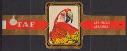 Arakanga Parrot  - Bird Birds - Belgium Belgique - TAF - CIGAR CIGARS Label Vignette - Etichette