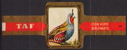 Mountain Quail / Bergkwartel - Bird Birds - Belgium Belgique - TAF - CIGAR CIGARS Label Vignette - Etiquetas