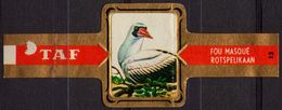 Pelikaan / Rotspelikaan - Bird Birds - Belgium Belgique - TAF - CIGAR CIGARS Label Vignette - Etiquettes