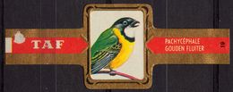 Golden Whistler / Gouden Fluiter - Bird Birds - Belgium Belgique - TAF - CIGAR CIGARS Label Vignette - Etiketten