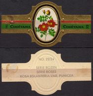 Eglanteria Punicea - ROSE ROSES - Netherlands Holland / Cogétama / CIGAR CIGARS Label Vignette - Etiquetas