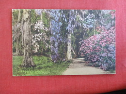 Hand Colored  Wisteria &  Azalea Walk - South Carolina > Charleston   >  Ref  2885 - Charleston