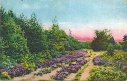 B0247 Germany Colour Postcard Landscape Flower Fauna Trees Plant - Bischofswerda