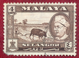 Selangor 1957 4c Sepia Ricefield Used - Selangor