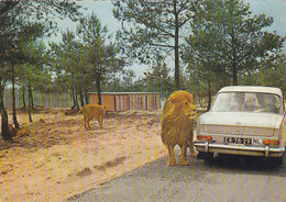 Tilburg Hilvarenbeek - Safari Leuwenpark , Lion Park , Opel Kadett A Coupe 1969 - Tilburg