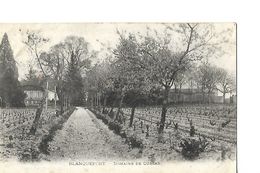 CPA / 33 GIRONDE / BLANQUEFORT / Domaine De CURGAN / Vignobles - Blanquefort