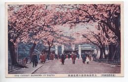 THE CHERRY BLOSSOMS IN TOKYO - Tokyo