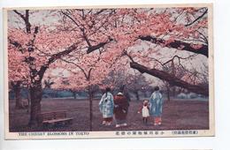 THE CHERRY BLOSSOMS IN TOKYO - Tokio