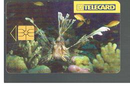 REPUBBLICA CECA (CZECH REPUBLIC) -  1997 FISH: PTEROIS MILES - USED - RIF. 10108 - Poissons