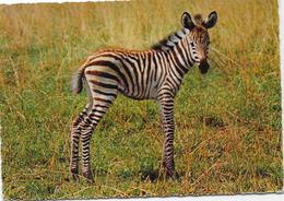 CPSM -Afrique - Zebra De Grant (Jeune). - Zebras