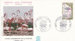 Flamingo - Flamant Rose / Phoenicopterus Ruber - Flamingo