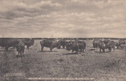 American Bison 'Old Monarchs Of The Plains', Old West Theme, Indian Teepess In Background, C1900s Vintage Postcard - Other & Unclassified