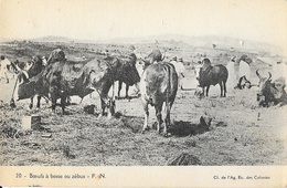 Afrique, Madagascar - Boeufs à Bosse Ou Zébus - Carte F.N. N° 20 Non Circulée - Madagaskar