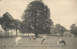 Lanklaer  La Hêtre Noir Renommé Du Vierveld  -  KOEIEN  -  1914  (beplakt Scheurtje) - Dilsen-Stokkem