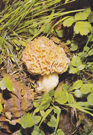 Mushroom - Morchella Pragensis - Champignons