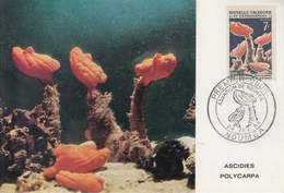 Carte  Maximum  1er Jour   NOUVELLE CALEDONIE   Aquarium  De  NOUMEA   1964 - Cartoline Maximum