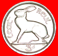 √ HARE: IRELAND ★ 3 PENCE 1963! LOW START ★ NO RESERVE! - Irland