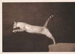 CPM 10x15 . Phot. Yann Arthus-Bertrand . CHAT. CAT. BENGALE (Bengal's Hills Hearty) à Mme & Mr SFEZ-ZON - Gatos