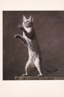CPM 10x15 . Phot. Yann Arthus-Bertrand . CHAT. CAT. OCICAT. Hocy Du Vieux Pont à Mr CALMES - Cats