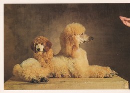 CPM 10x15 . Phot. Yann Arthus-Bertrand . CHIENS. DOGS. GRAND CANICHE : Calynka & Son Petit à Mr Bruno FASOLI - Honden