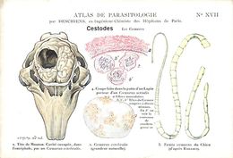 Delcampe - Ref W334 -santé - Atlas De Parasitologie De Deschiens -chimiste-illustrateurs - Illustrateur Cassas- Cestodes  - - Gesundheit