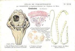 Delcampe - Ref W333 -santé - Atlas De Parasitologie De Deschiens -chimiste-illustrateurs - Illustrateur Cassas- Cestodes  - - Gesundheit