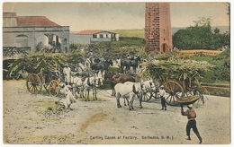 Barbados Carting Canes At Factory Sugar Mill Sucrerie Usine Color Distillerie Rhum - Barbados (Barbuda)