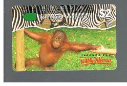 AUSTRALIA -    TARONGA ZOO: ORANG UTANG                      -   USED  -    RIF.10288 - Dschungel