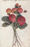 18 / 3  / 559  -  Bouquet  De  Fraises - Plantes Médicinales