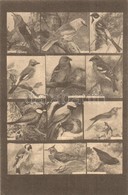 ** T2/T3 Énekl?k Csoportja. Magyar Földrajzi Intézet Színes Madár Levelez?lapja I.  / Singing Birds, Songbirds. Hungaria - Unclassified